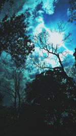 Low angle view of silhouette trees against sky