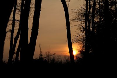 Silhouette trees against sky during sunset