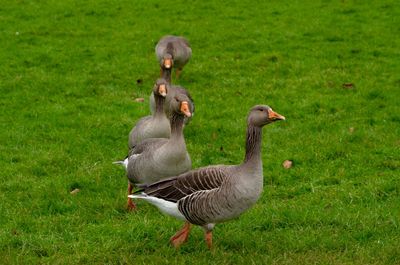 Greylag geese on grassy field
