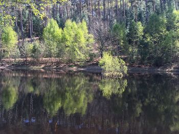 Reflection of trees in lake
