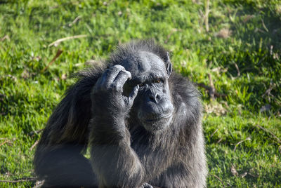 Chimpanzee in south africa