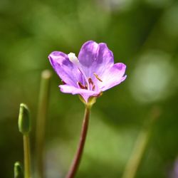 Close-up of pink flowering plant