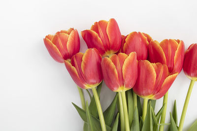 Close-up of pink tulips against white background