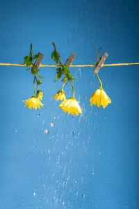 Close-up of yellow flower
