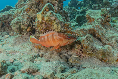 Fish swimming in sea