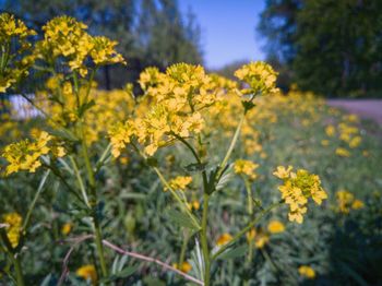 Close-up of yellow flowering plants on field