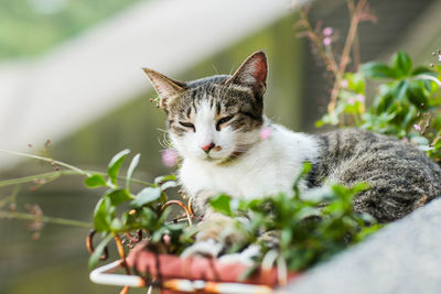 Close-up of a cat