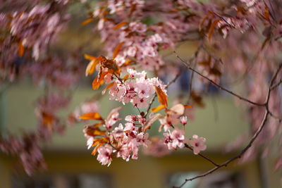 Close-up of pink cherry blossoms