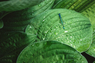 Blue dragonfly on green leaf