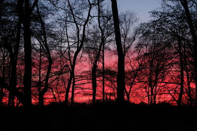 Silhouette trees in forest against sky at sunset