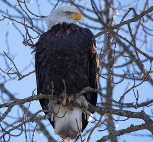 Low angle view of eagle perching on tree