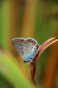 Close-up of common blue butterfly