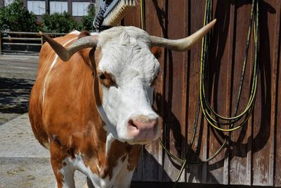 Portrait of cow standing by metallic wall
