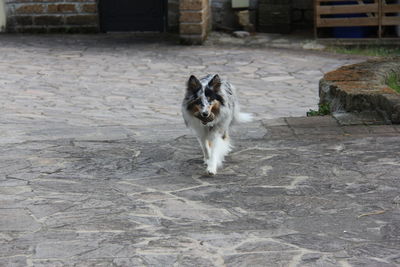 Portrait of dog standing outdoors