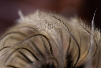 Close-up of feather