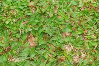 Full frame shot of ivy growing on land