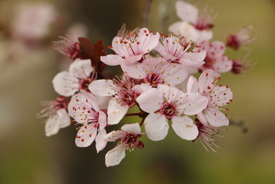 Close-up of pink flowers blooming on tree