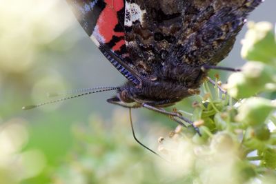 Close-up of insect on plant