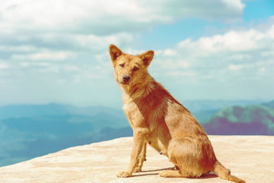 Portrait of a dog sitting against sky