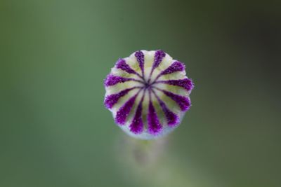 Close-up of purple flower