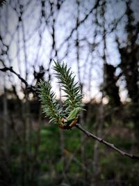 Close-up of branch against blurred background
