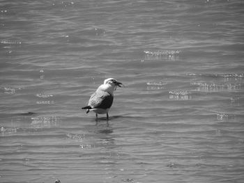 Bird on sea shore