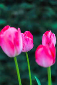 Close-up of pink tulips on field