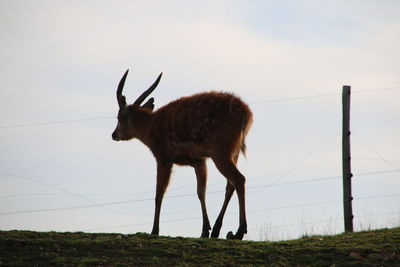 Horse standing on field against sky