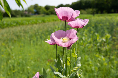 Close-up of pink flower on field