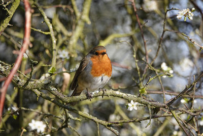 Bird perching on branch