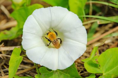 Close-up of insect on white flower