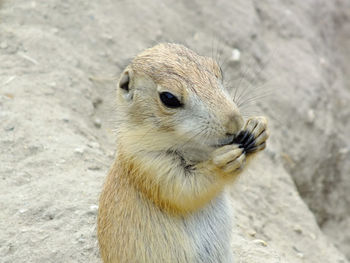 Close-up of an animal