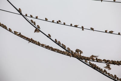 Low angle view of sparrows in cables against clear sky