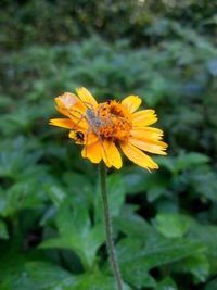 Close-up of butterfly pollinating flower