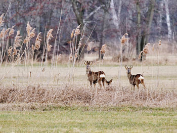 Deer in a field