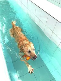 High angle view of dog swimming in pool