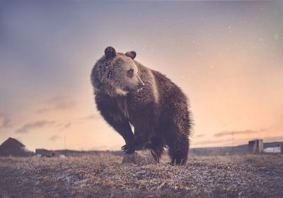 Brown bear in sunset