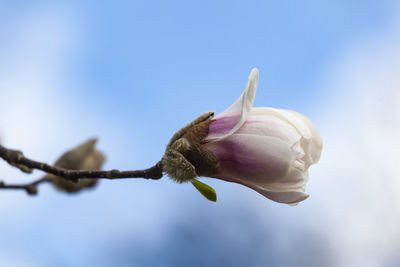 Low angle view of pink flower bud