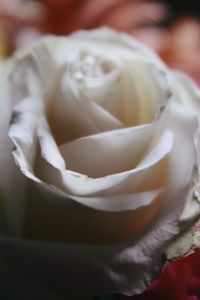 Close-up of white rose