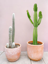 Cacti on the pink plain background