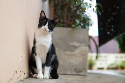 Cat sitting on wall