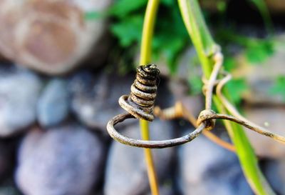 Close-up of snail on plant