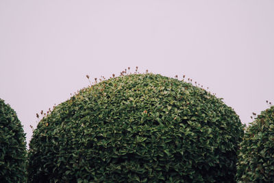 Low angle view of birds perching on tree against clear sky