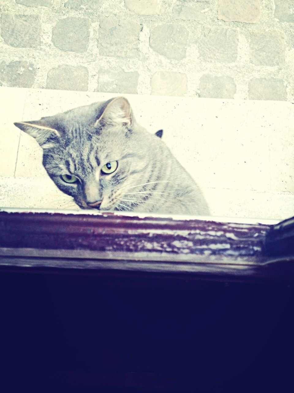 domestic cat, cat, pets, domestic animals, feline, animal themes, one animal, mammal, portrait, looking at camera, whisker, relaxation, sitting, indoors, staring, alertness, lying down, resting, no people, wall - building feature