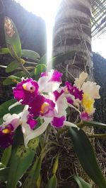 Close-up of purple flowers blooming outdoors