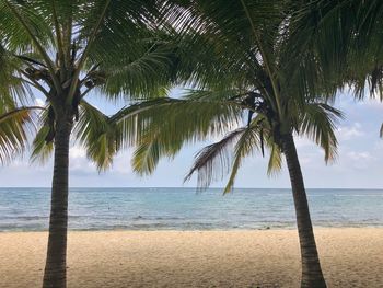 Palm trees on beach against sky