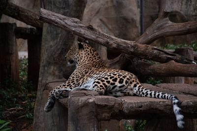 View of a cat resting on tree