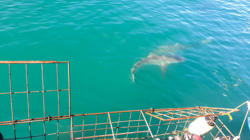 Sourh africa shark diving cage experience view for boat rooftop
