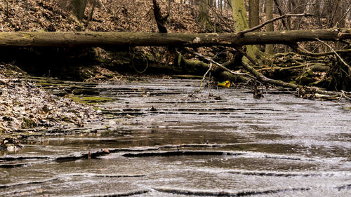 River flowing through rocks in forest