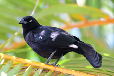 Close-up of bird perching on plant